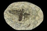 Fossil March Fly (Plecia) - Green River Formation #138490-1